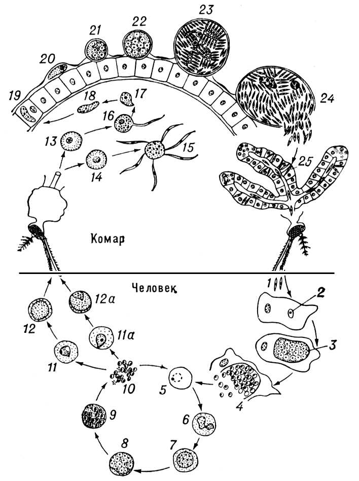Большая Советская Энциклопедия (ПЛ) i009-001-234938124.jpg