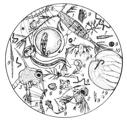 Большая Советская Энциклопедия (ПЛ) i010-001-252256261.jpg