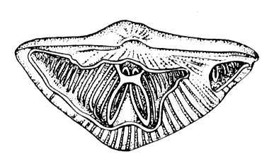 Большая Советская Энциклопедия (ПЛ) i009-001-202615469.jpg