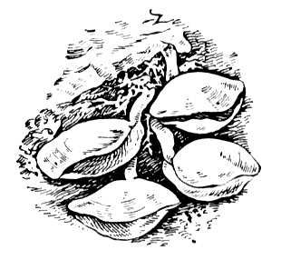 Большая Советская Энциклопедия (ПЛ) i009-001-202856375.jpg