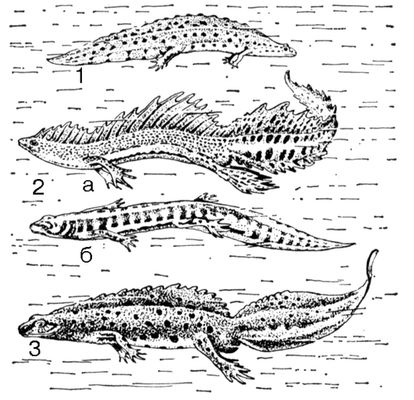 Большая Советская Энциклопедия (ТР) i009-001-207241315.jpg