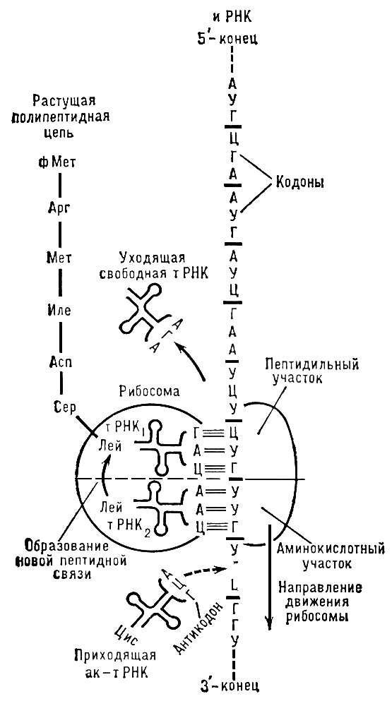 Большая Советская Энциклопедия (ТР) i008-pictures-001-295403461.jpg
