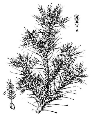 Большая Советская Энциклопедия (ТР) i009-001-204042060.jpg