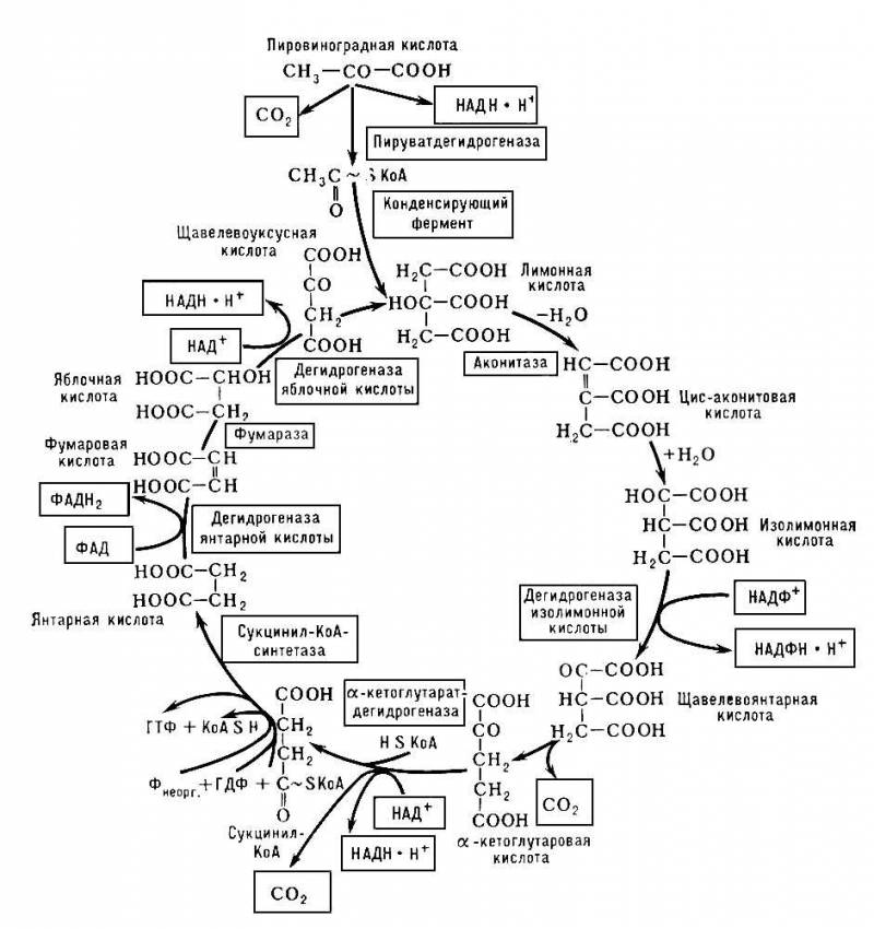Большая Советская Энциклопедия (ТР) i009-001-233687045.jpg