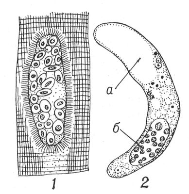 Большая Советская Энциклопедия (СА) i010-001-283869773.jpg