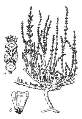 Большая Советская Энциклопедия (СА) i010-001-244359151.jpg