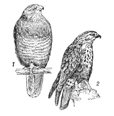 Большая Советская Энциклопедия (СА) i010-001-277542717.jpg