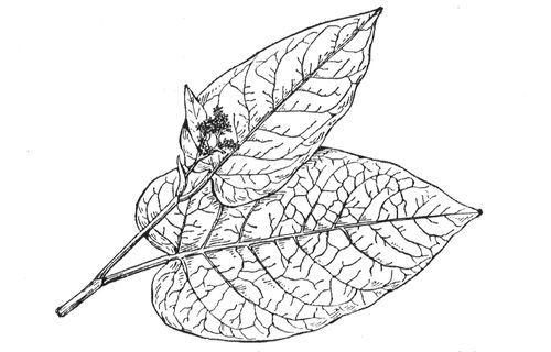 Большая Советская Энциклопедия (СА) i010-001-273973349.jpg