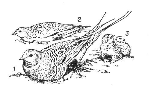 Большая Советская Энциклопедия (СА) i010-001-274615513.jpg