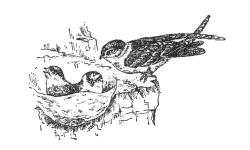 Большая Советская Энциклопедия (СА) i009-001-224666924.jpg