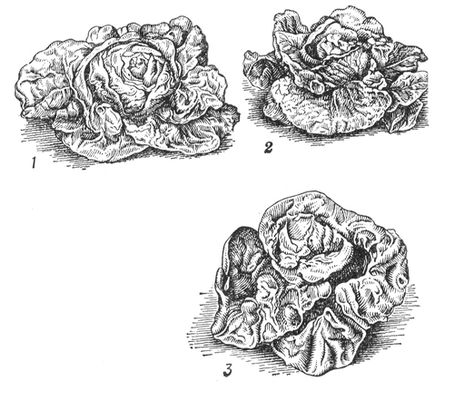 Большая Советская Энциклопедия (СА) i010-001-280943206.jpg