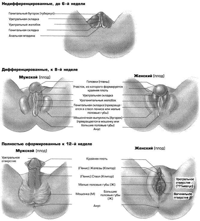 Сексуальность i_006.png