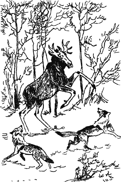 Лесной прадедушка (Рассказы о родной природе) i_013.png
