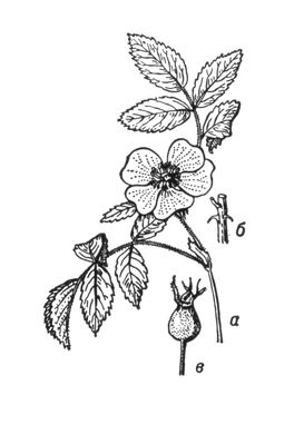 Большая Советская Энциклопедия (ШИ) i010-001-248943603.jpg