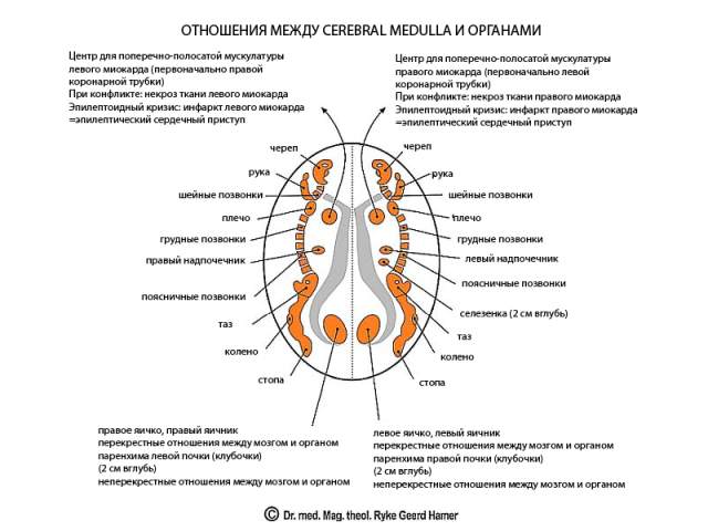 Новая Немецкая Медицина. Пять биологических законов i_007.jpg