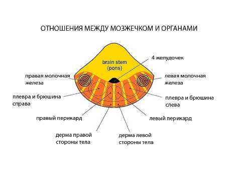 Новая Немецкая Медицина. Пять биологических законов i_010.jpg