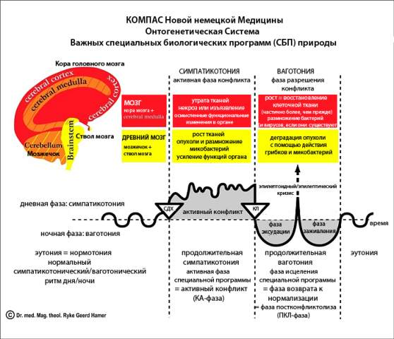 Новая Немецкая Медицина. Пять биологических законов i_013.jpg