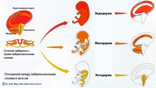 Новая Немецкая Медицина. Пять биологических законов i_017.jpg