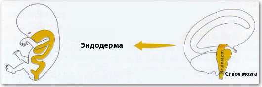 Новая Немецкая Медицина. Пять биологических законов i_018.jpg