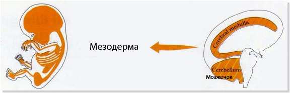 Новая Немецкая Медицина. Пять биологических законов i_025.jpg