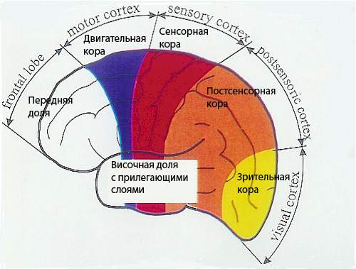 Новая Немецкая Медицина. Пять биологических законов i_036.jpg