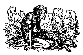 Маугли (илл. В. Ватагин) pic_24.png