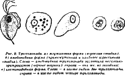 Жизнь без паразитов i06.png