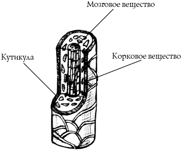 Профессия парикмахер. Учебное пособие i_030.png