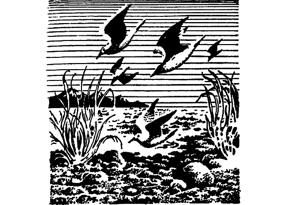 По Семиречью i_012.png