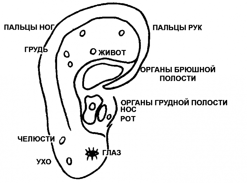 Путь в страну здоровья uho.png