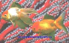 Мне всегда везет! Символы фэн-шуй для вашего дома pic_23.jpg