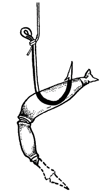 Большая книга рыболова–любителя (с цветной вкладкой) _328.png