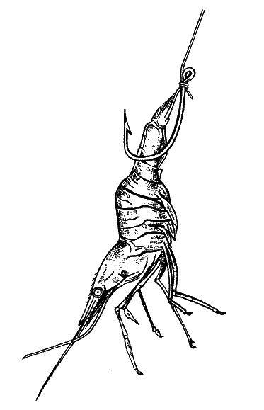 Большая книга рыболова–любителя (с цветной вкладкой) _329.png