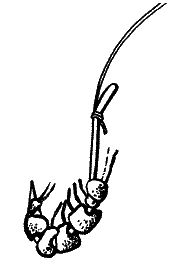 Большая книга рыболова–любителя (с цветной вкладкой) _028.png