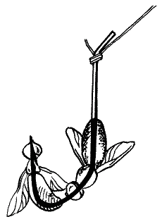 Большая книга рыболова–любителя (с цветной вкладкой) _066.png