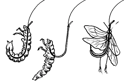 Большая книга рыболова–любителя (с цветной вкладкой) _080.png