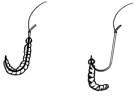 Большая книга рыболова–любителя (с цветной вкладкой) _081.png