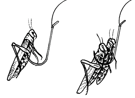 Большая книга рыболова–любителя (с цветной вкладкой) _082.png