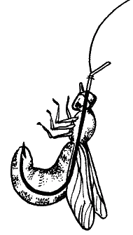 Большая книга рыболова–любителя (с цветной вкладкой) _087.png
