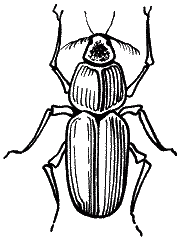 Большая книга рыболова–любителя (с цветной вкладкой) _088.png