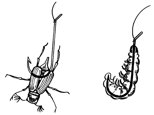 Большая книга рыболова–любителя (с цветной вкладкой) _091.png
