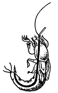 Большая книга рыболова–любителя (с цветной вкладкой) _092.png