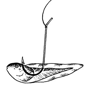 Большая книга рыболова–любителя (с цветной вкладкой) _093.png