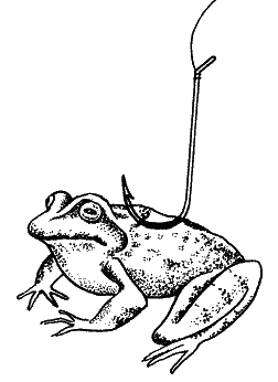 Большая книга рыболова–любителя (с цветной вкладкой) _094.png
