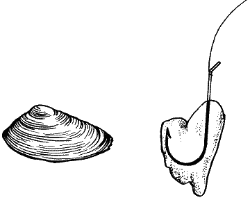 Большая книга рыболова–любителя (с цветной вкладкой) _095.png