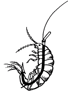 Большая книга рыболова–любителя (с цветной вкладкой) _098.png
