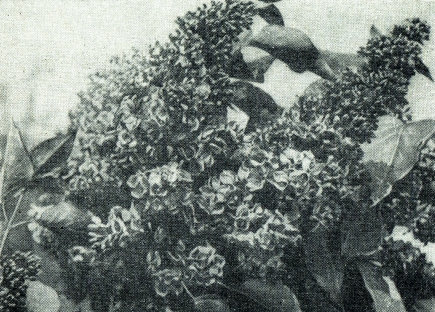 Сирень i_027.jpg