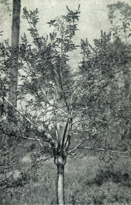 Сирень i_035.jpg
