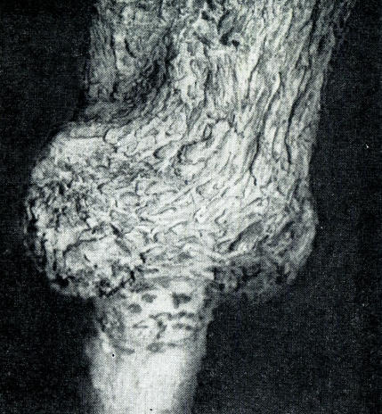 Сирень i_036.jpg