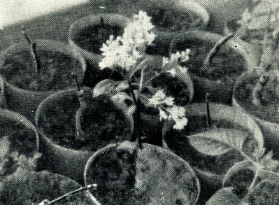 Сирень i_056.jpg